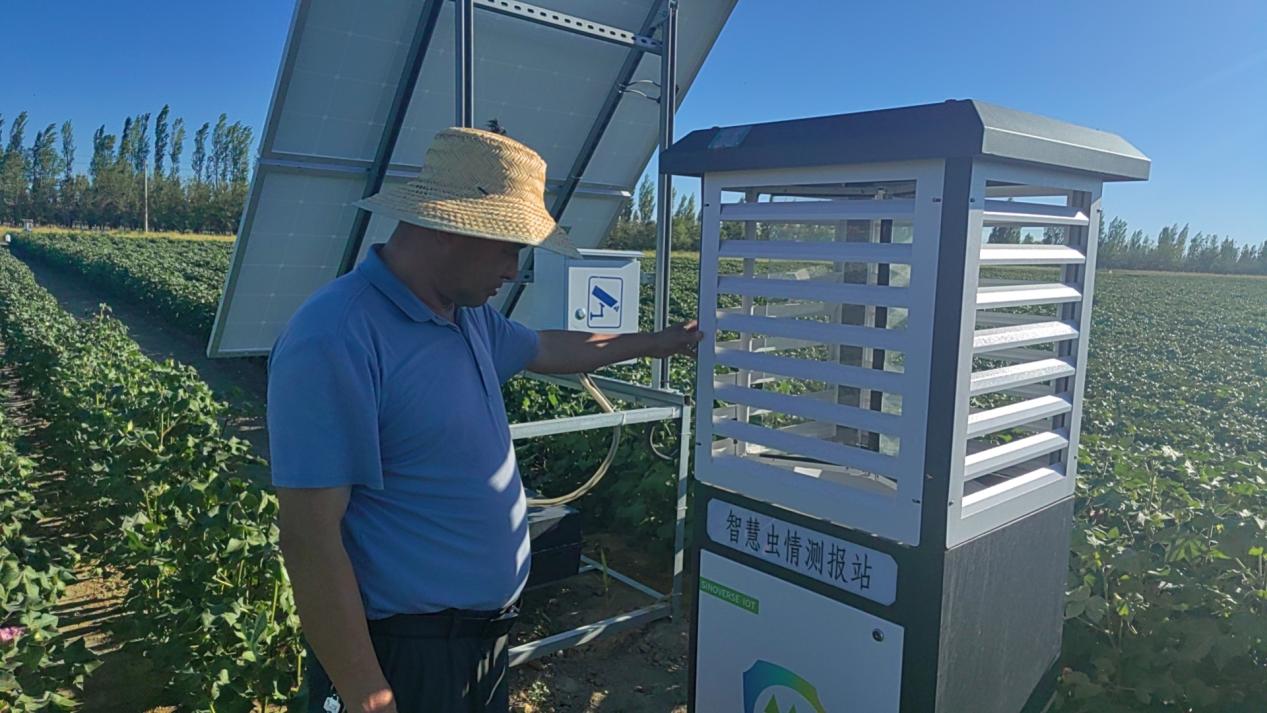 图为:7月2日,准噶尔棉麻有限公司技术人员正在通过虫情监测设备观测农田害虫。甘丽丽 摄