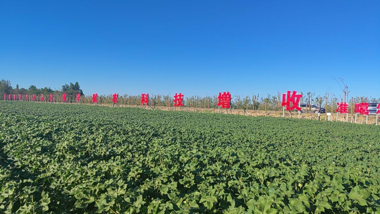 图为:7月8日,准噶尔棉麻有限公司820亩示范田内棉花长势良好。甘丽丽 摄