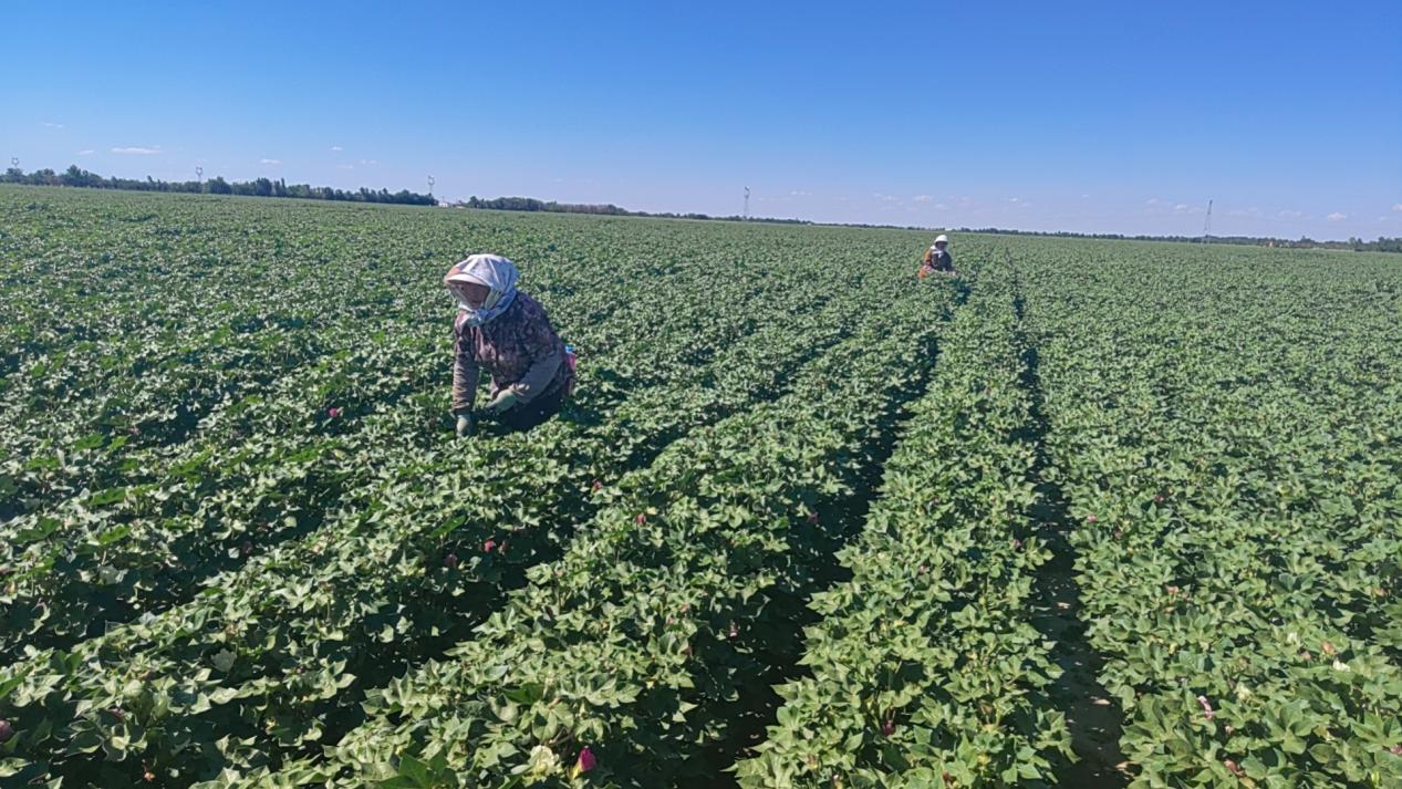 图为:7月4日,准噶尔棉麻有限公司820亩示范田内正在进行棉花打顶。魏玉丽 摄