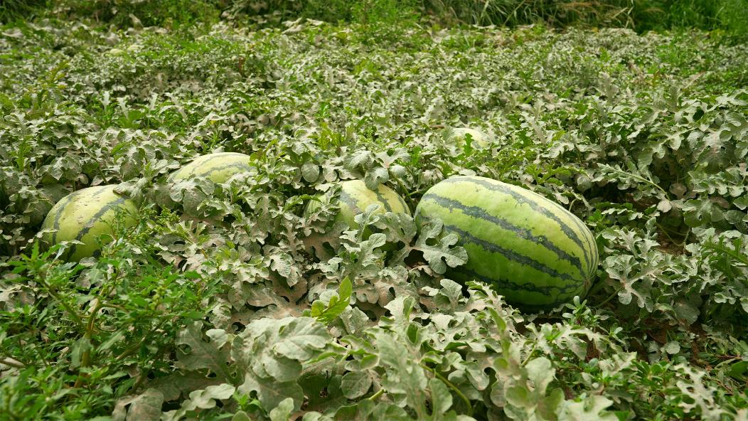 W020240709587155156958