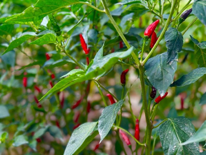 5f5f8a9a4a42036546f1ed1bd0198bd