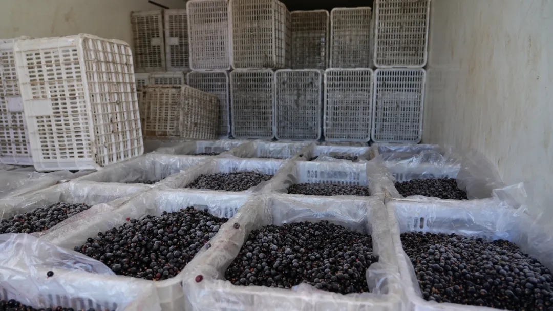 富蕴：家门口的致富&ldquo;黑珍珠&rdquo;4.webp