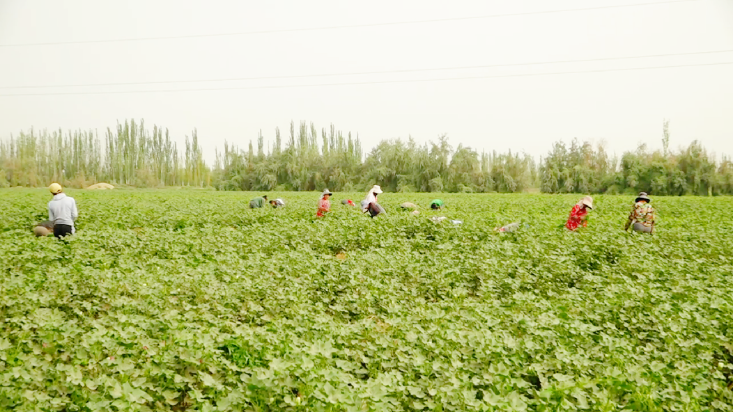 务工群众在果园里忙碌。