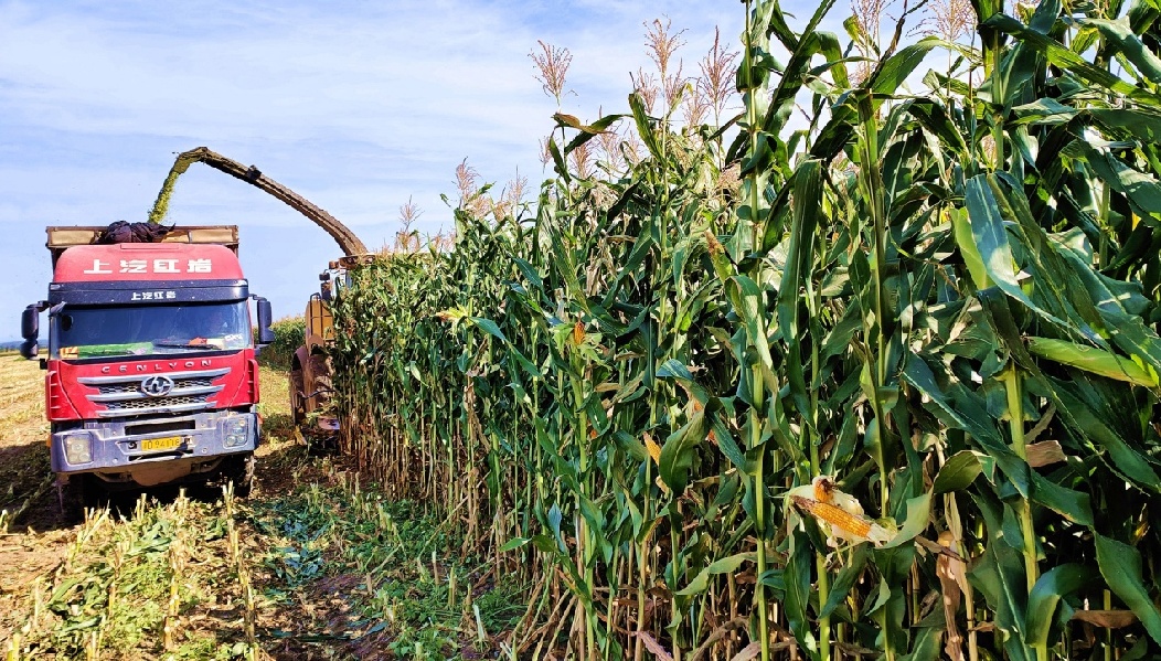 C:\Users\Administrator\Desktop\2024年8月27日,新疆察布查尔:青贮玉米饲料成为牲畜越冬“营养餐”图片。华岩明摄\2024年8月27日,新疆察布查尔:青贮玉米饲料成为牲畜越冬“营养餐”图片。华岩明摄\一台台专用收割机和运输车辆配合着穿梭田间收割青贮玉米。华岩明摄7c1a2635668e845186b1eacca6c83141.jpg