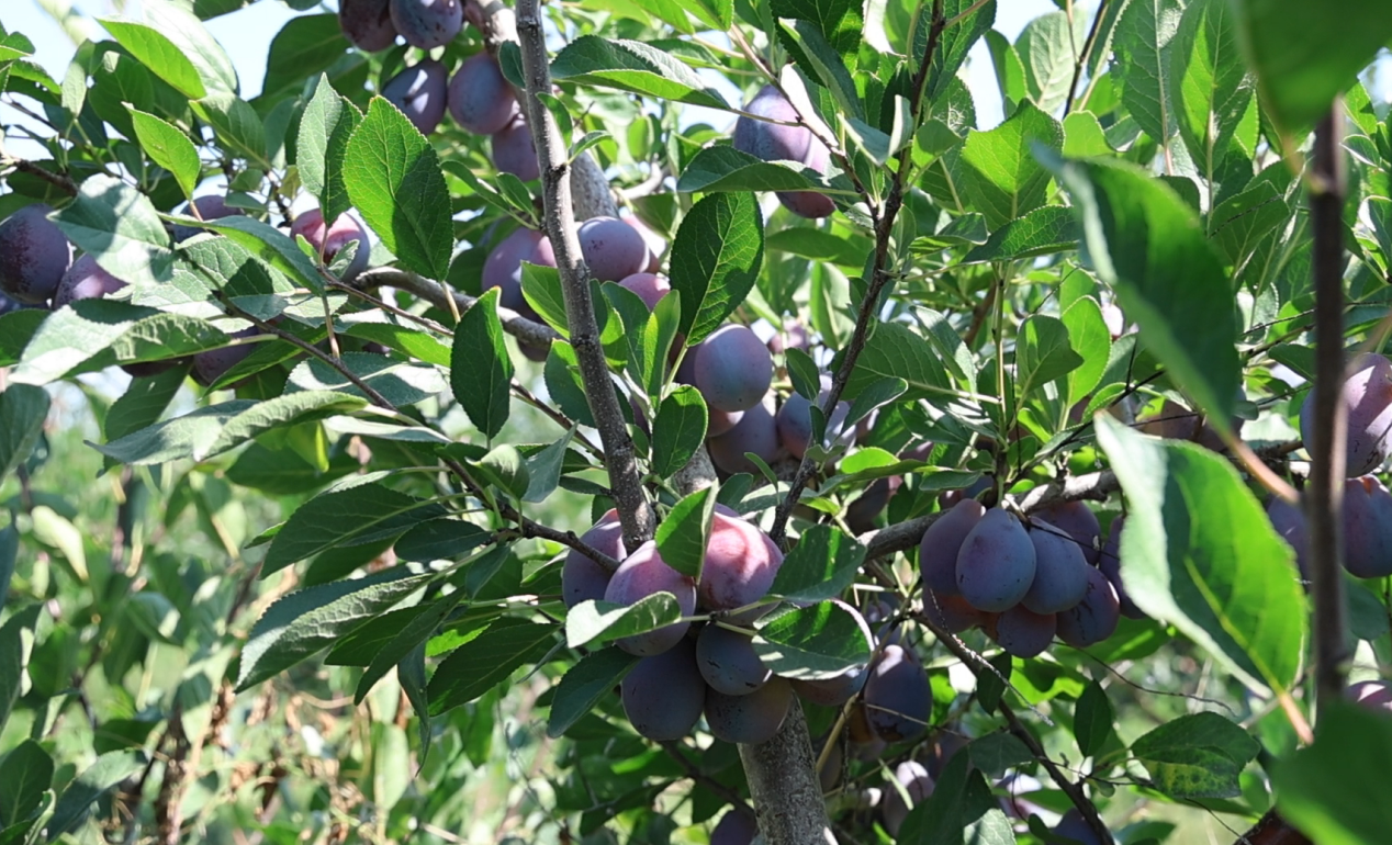 企业微信截图_1724899943476