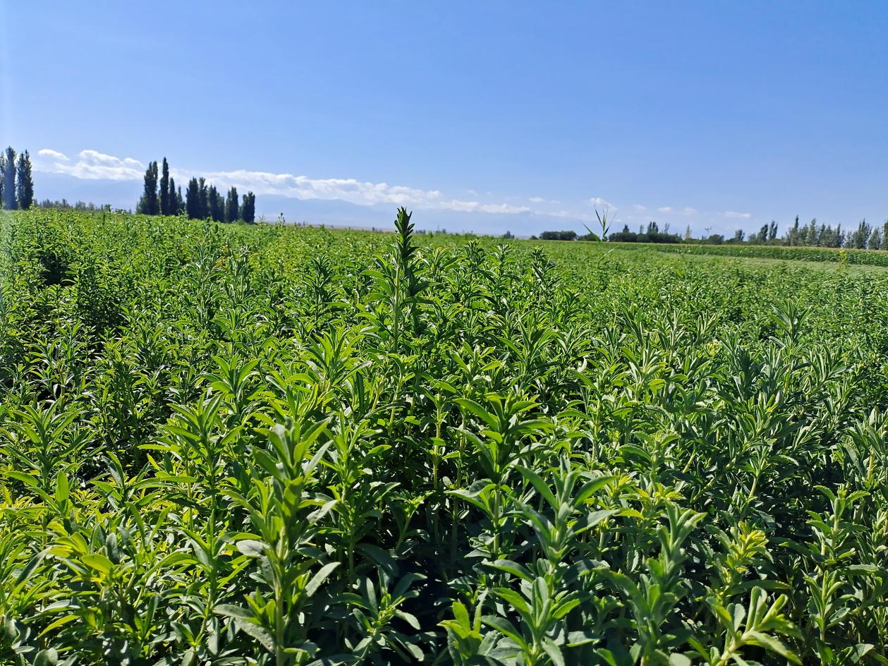 c395ac8b6fb47f43f9c709bf17e6728