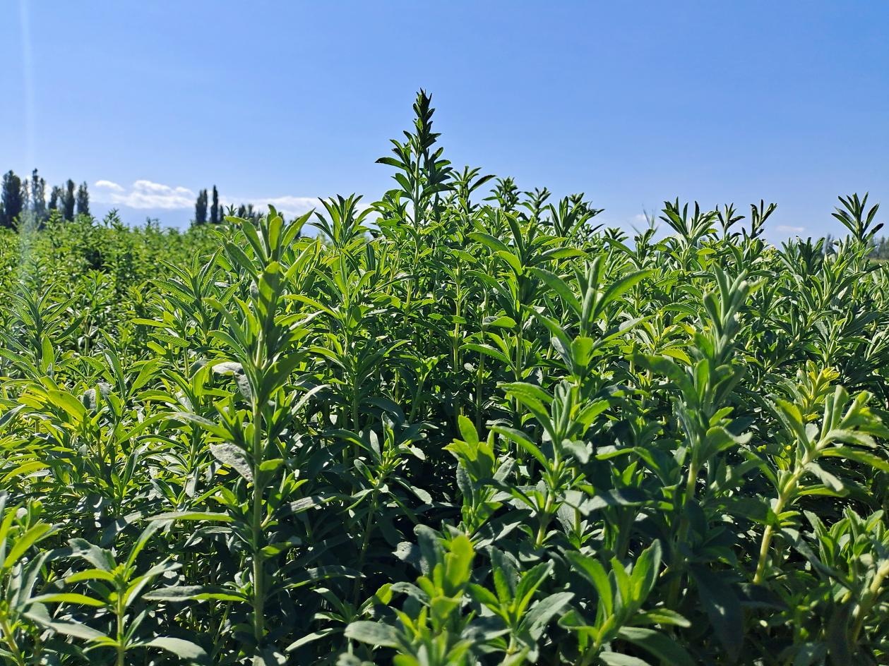 784ddb4b435de30da3860d67a3c7076