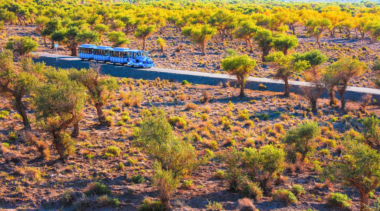 秋日伊吾胡杨，绽放绚丽生态美景。   摄影：王生荣 (1)