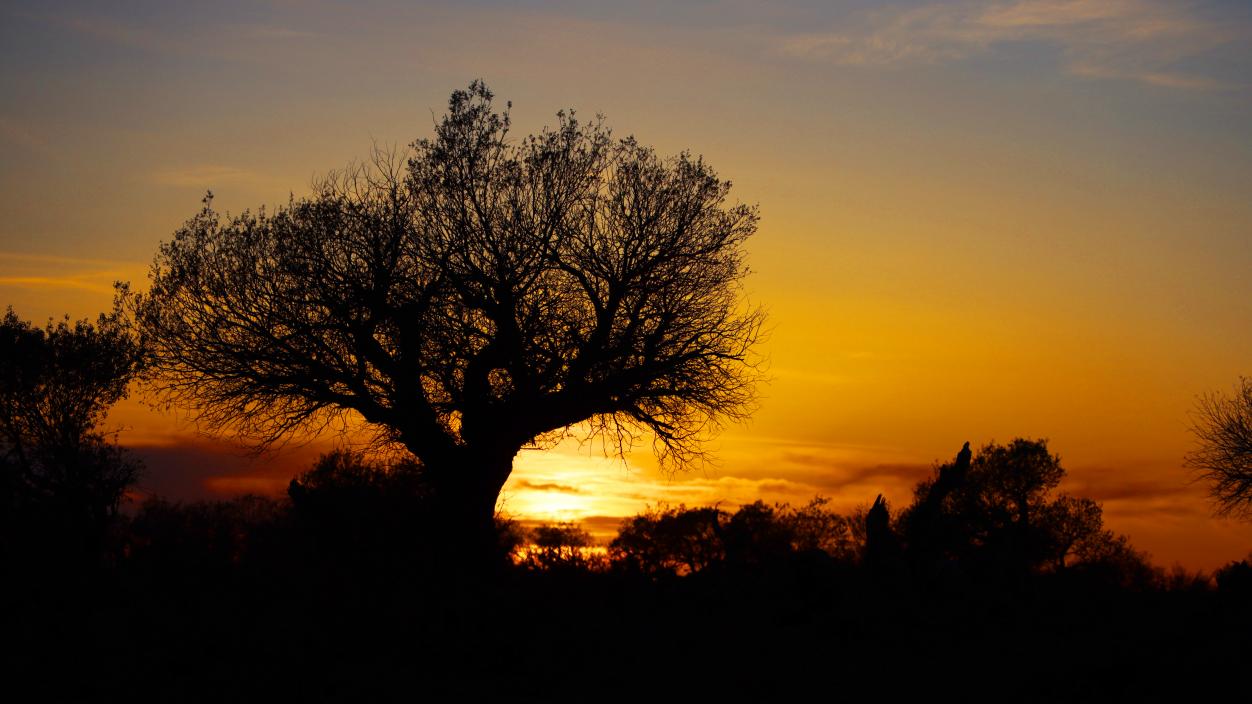 秋日伊吾胡杨，绽放绚丽生态美景。   摄影：王生荣 (2)