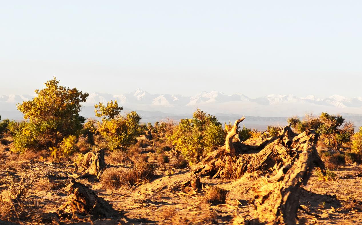 秋日伊吾胡杨，绽放绚丽生态美景。   摄影：王生荣 (11)