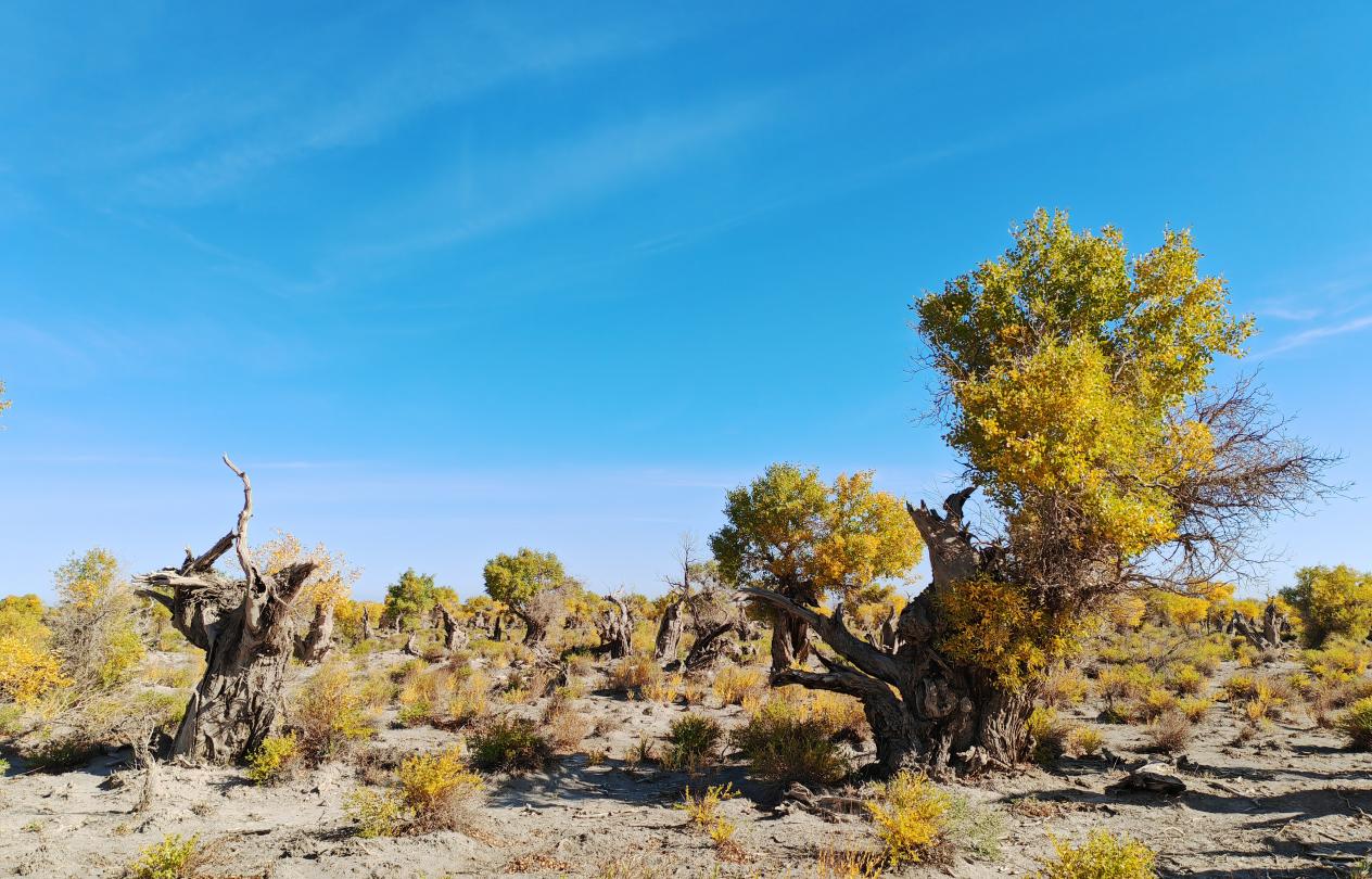 秋日伊吾胡杨，绽放绚丽生态美景。   摄影：王生荣 (9)