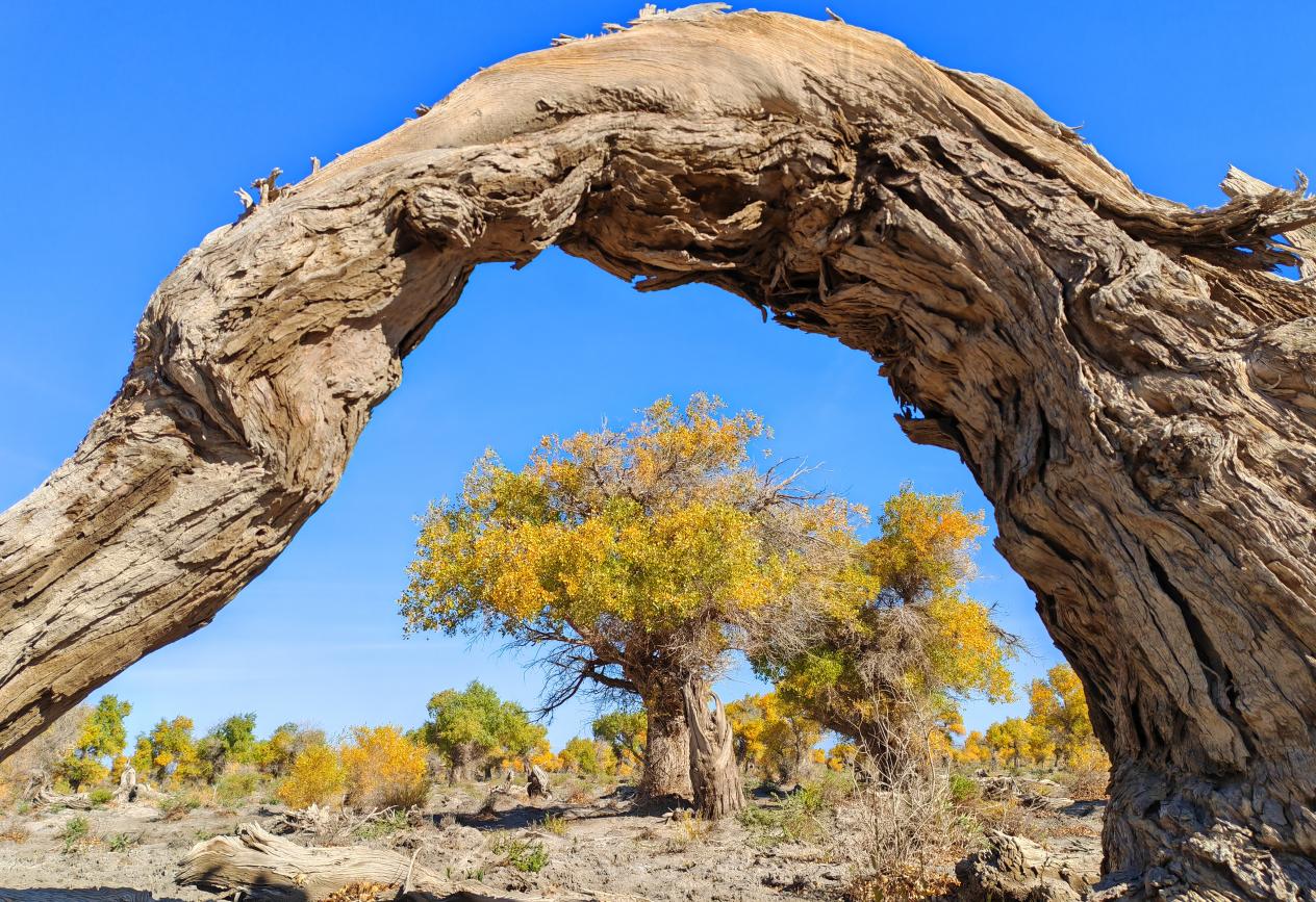 秋日伊吾胡杨，绽放绚丽生态美景。   摄影：王生荣 (5)