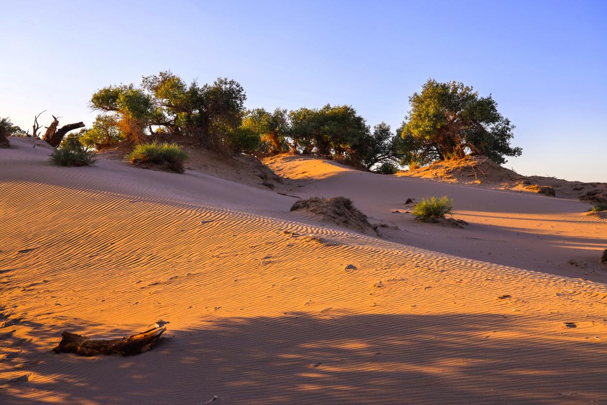 秋日伊吾胡杨，绽放绚丽生态美景。   摄影：王生荣 (3)