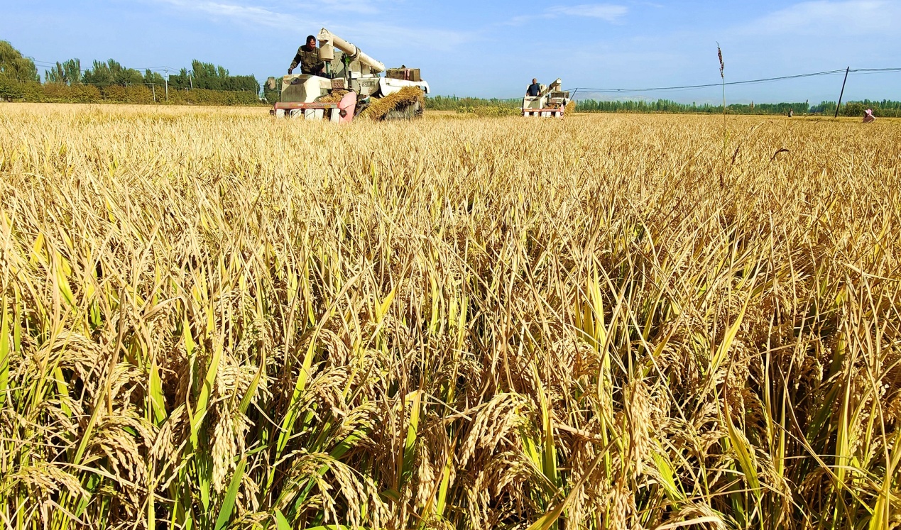 C:\Users\Administrator\Desktop\2024年9月21日，新疆察布查尔：6.43万亩水稻开镰收割图片。华岩明摄（13999388301）\2024年9月21日，新疆察布查尔：6.43万亩水稻开镰收割图片。华岩明摄（13999388301）\9月21日，水稻收割机不停地在稻田穿梭收割水稻。华岩明摄05e9b6aacff27378dde2f19bd20d8a7.jpg