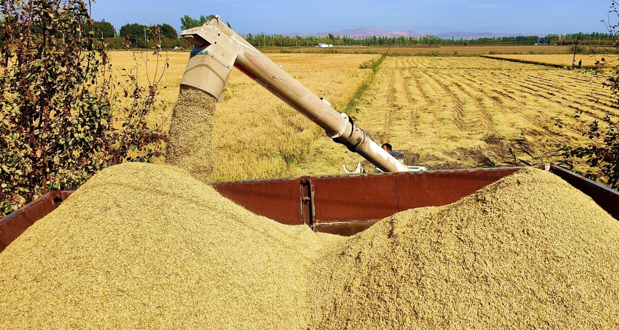 C:\Users\Administrator\Desktop\2024年9月21日，新疆察布查尔：6.43万亩水稻开镰收割图片。华岩明摄（13999388301）\2024年9月21日，新疆察布查尔：6.43万亩水稻开镰收割图片。华岩明摄（13999388301）\9月21日，颗粒饱满的稻谷装入一辆辆拉运拖拉机拖厢里满满当当。华岩明摄ba3cf896db9ae5cd3358082a622e4a6.jpg