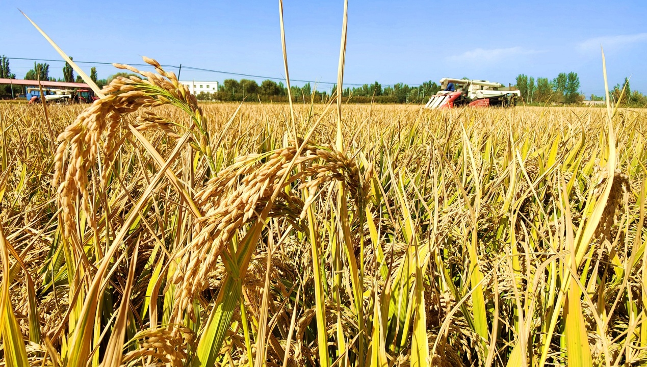 C:\Users\Administrator\Desktop\2024年9月21日，新疆察布查尔：6.43万亩水稻开镰收割图片。华岩明摄（13999388301）\2024年9月21日，新疆察布查尔：6.43万亩水稻开镰收割图片。华岩明摄（13999388301）\9月21日，谷粒饱满的稻穗。华岩明摄e21e86ba243044452262e0243a77ee2.jpg