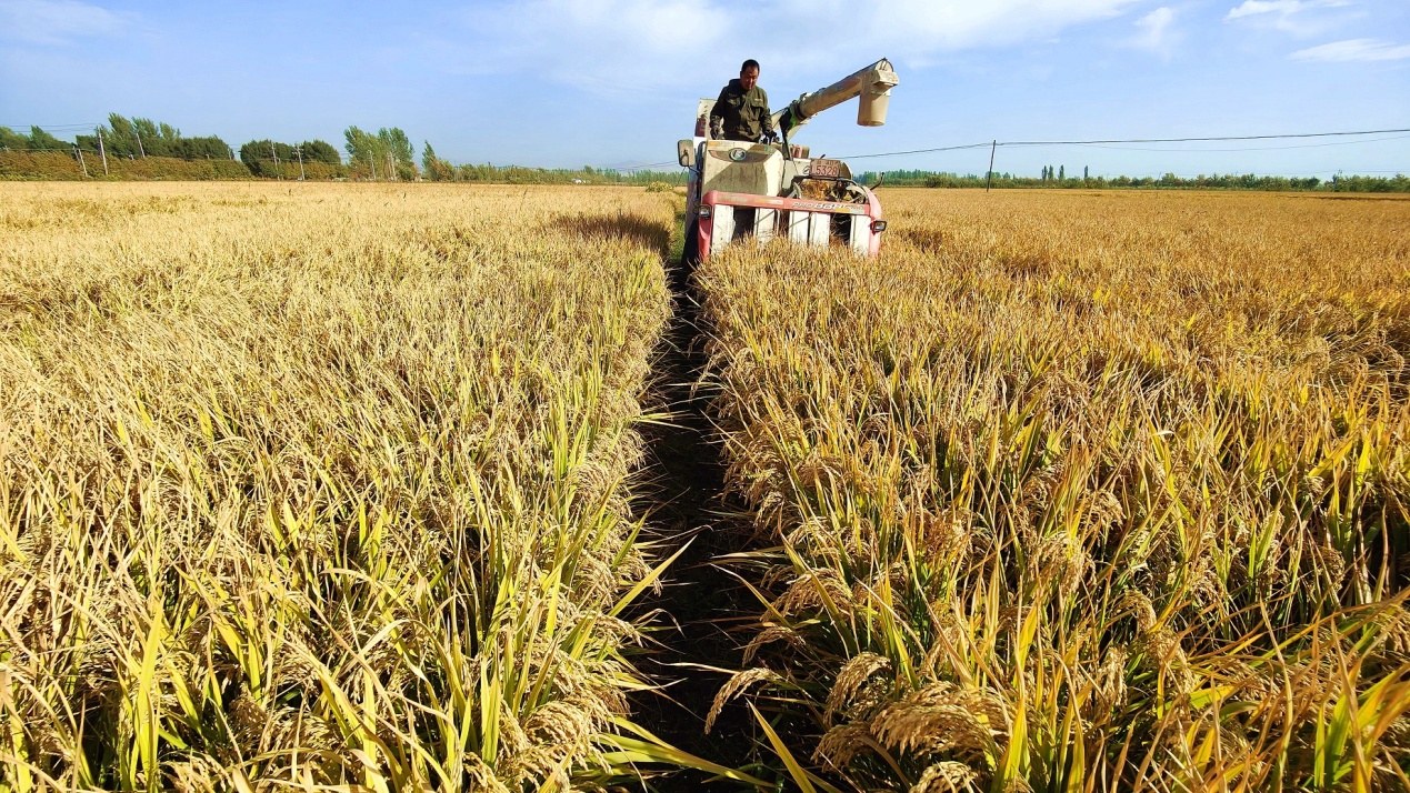 C:\Users\Administrator\Desktop\2024年9月21日，新疆察布查尔：6.43万亩水稻开镰收割图片。华岩明摄（13999388301）\2024年9月21日，新疆察布查尔：6.43万亩水稻开镰收割图片。华岩明摄（13999388301）\9月21日，水稻收割机将一排排水稻被整齐收割。华岩明摄170e848ed3cdac0991d9ac62318e532.jpg