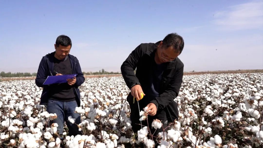 专家在测算产量（伽师县融媒体中心记者 阿力米热·亚森 摄