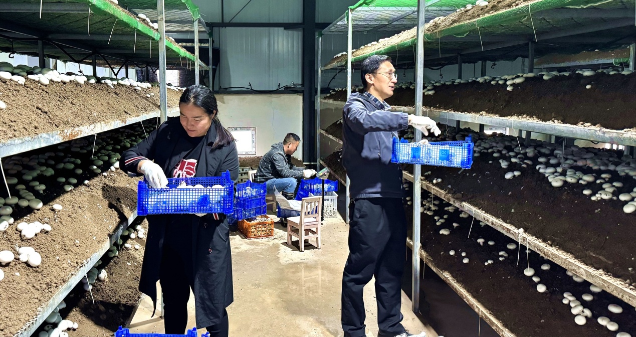 C:\Users\Administrator\Desktop\2024年11月10日,新疆察布查尔库木墩村:双孢菇产业绘就乡村振兴新“菇”事图片。华岩明摄(13999388301)\2024年11月10日,新疆察布查尔库木墩村:双孢菇产业绘就乡村振兴新“菇”事图片。华岩明摄(13999388301)\11月10日,技术人员与工人一起忙着采摘双孢菇。华岩明摄67de14849bf5b245ae9546a1555df8a.jpg