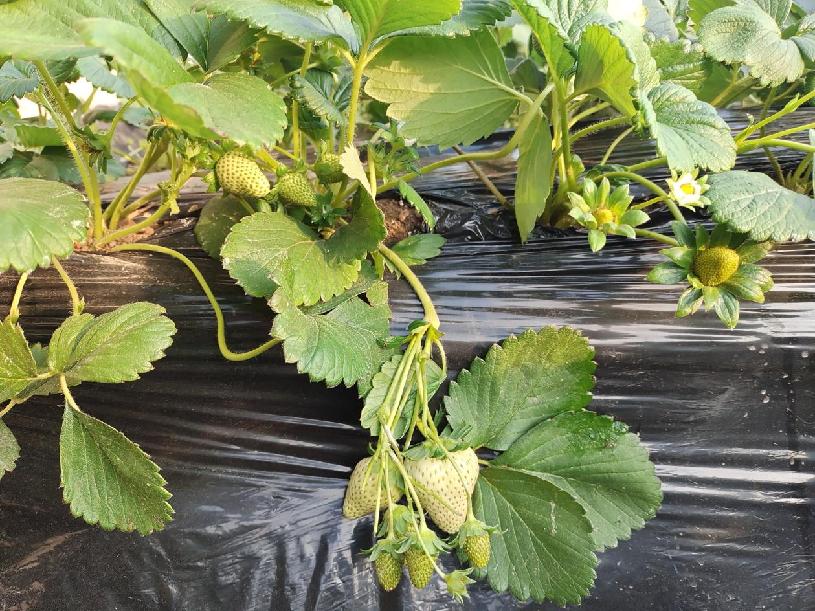 4c52f3e93ce598fbdec91cc7261ac84