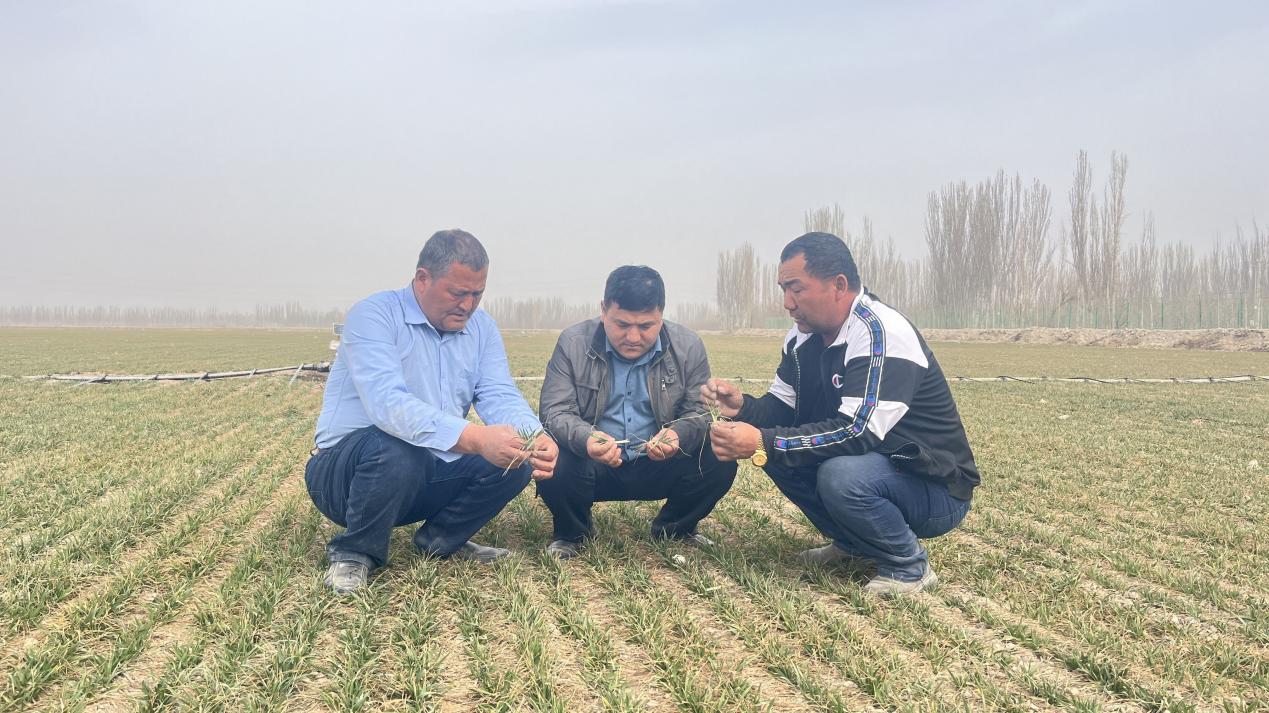 新和县水肥一体化精准滴灌助力冬小麦丰产增收