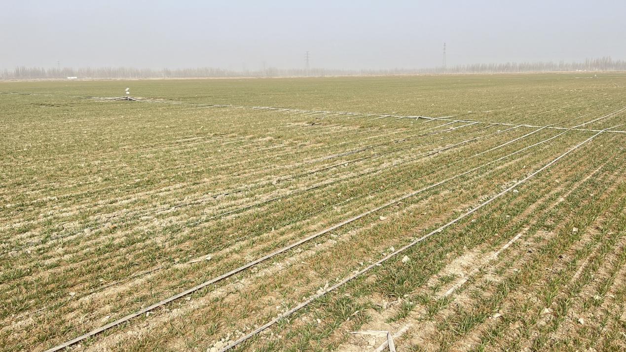 新和县水肥一体化精准滴灌助力冬小麦丰产增收