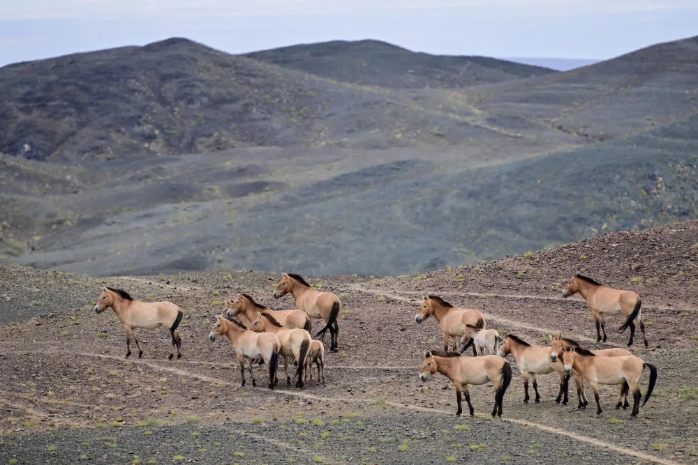 新華全媒+|我國普氏野馬數量突破900匹野化放歸地擴展至四省區-新華網