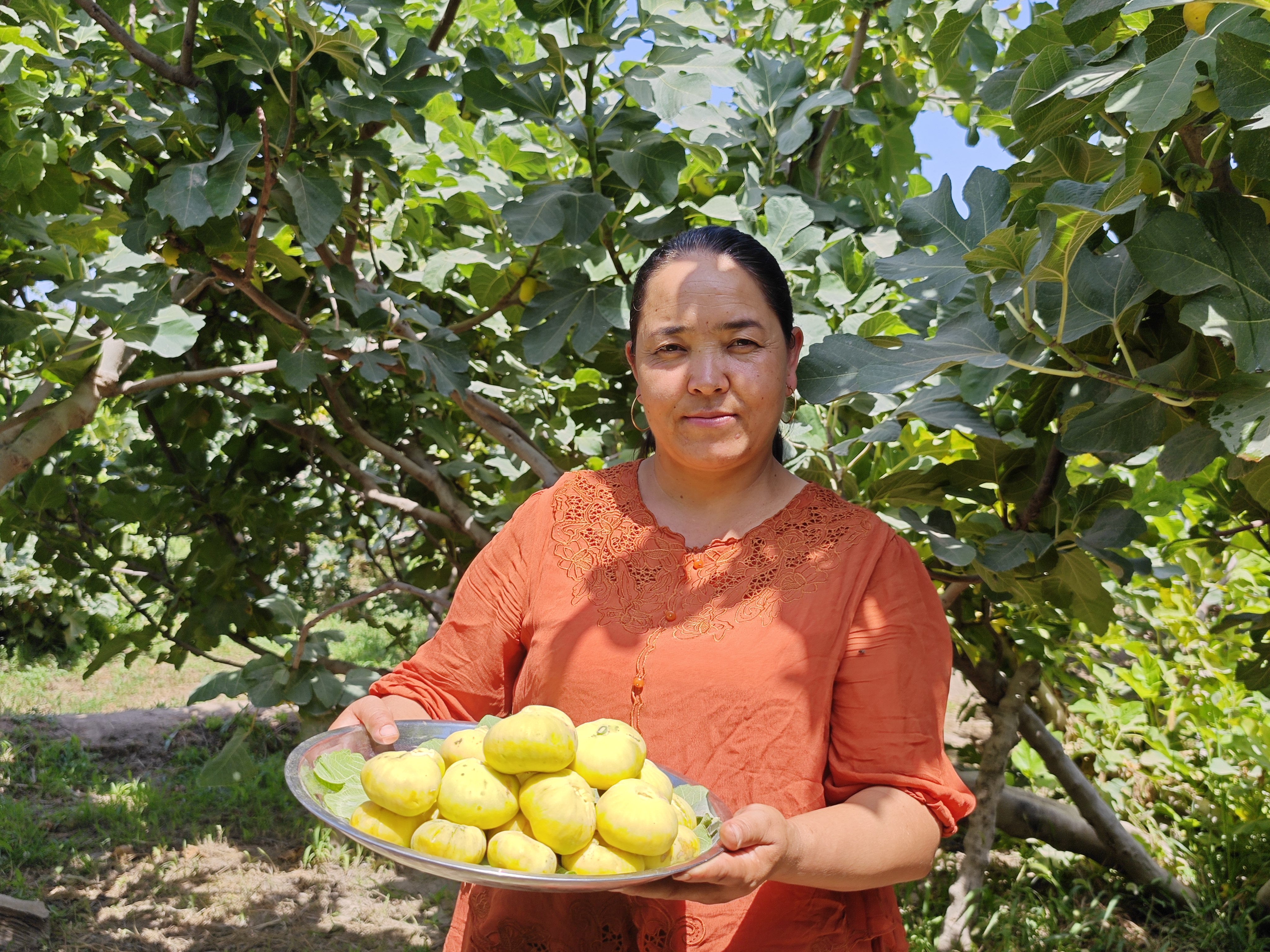 "糖包子"挂满枝头 采摘正当时