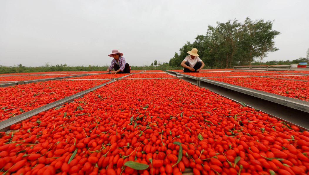 6月7日,在新疆巴州尉犁县小果农红枸杞种植园,工人在晾晒枸杞.