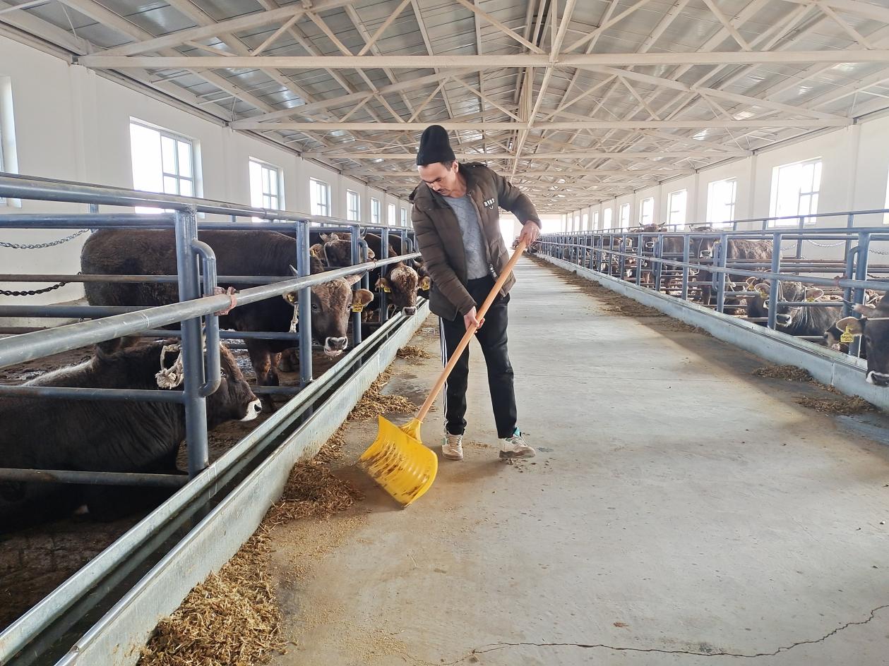 兵地携手闯市场 让养牛业更"牛"