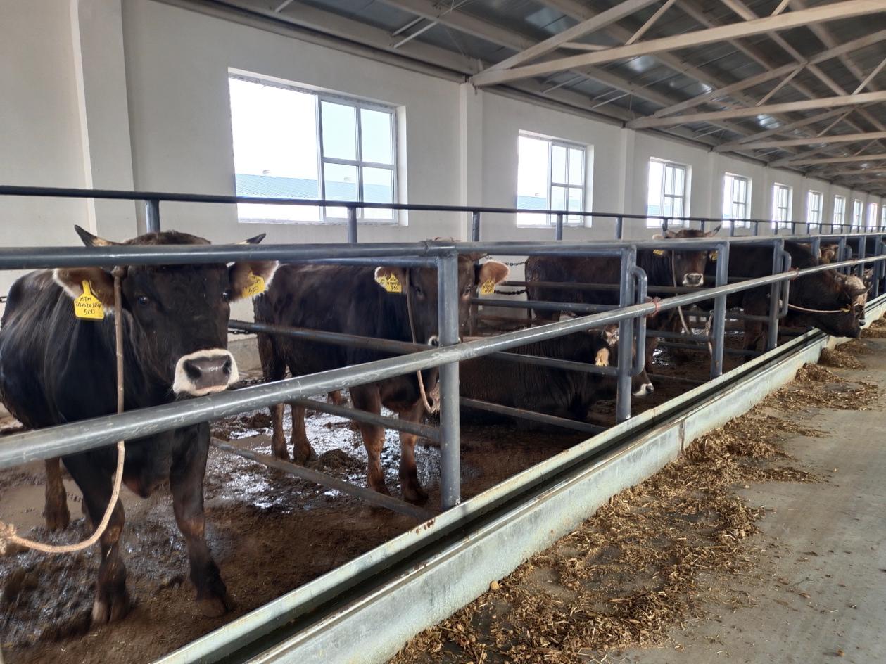 兵地携手闯市场 让养牛业更"牛"