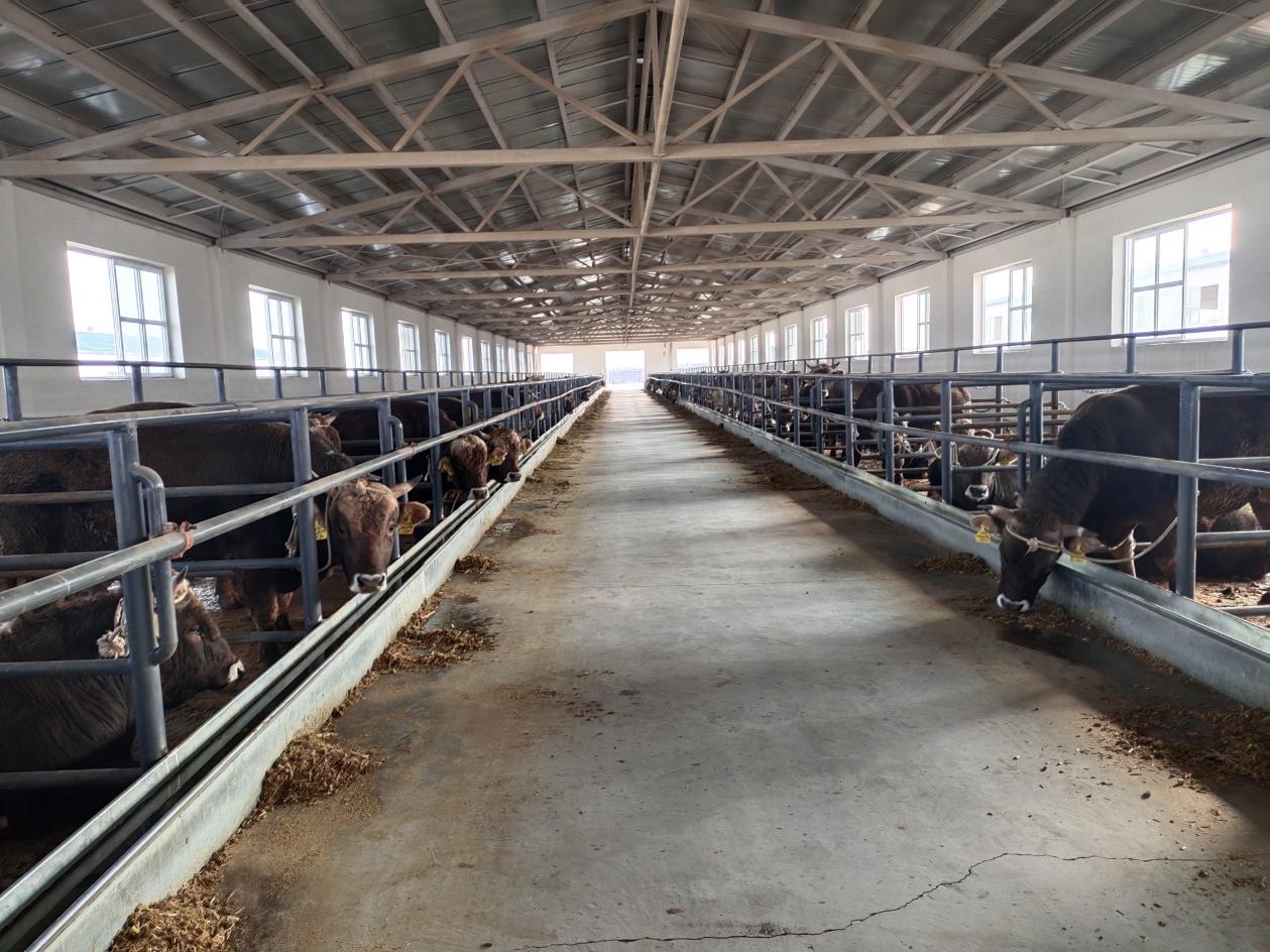 兵地携手闯市场 让养牛业更"牛"