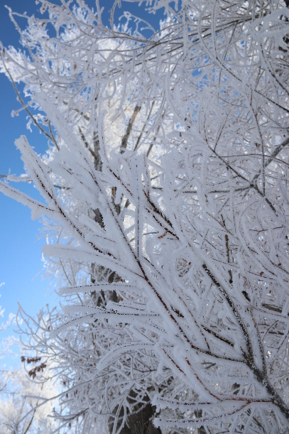 雾凇mmexport1700557123235