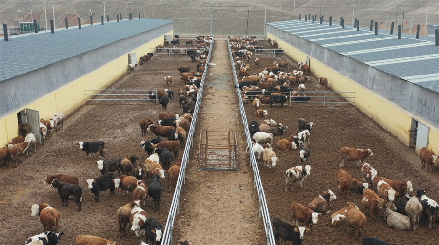 乌鲁木齐市米东区:2984万元畜牧养殖贴息贷款助力养殖产业发展