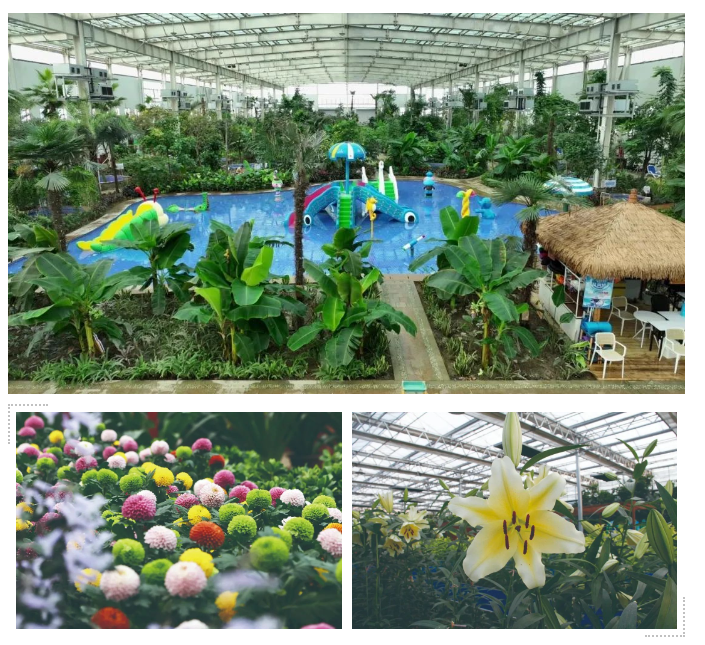 冬季来双河热带植物园看姹紫嫣红