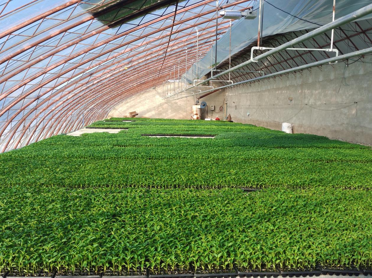 察布查尔县:人勤春来早 蔬菜大棚育苗忙