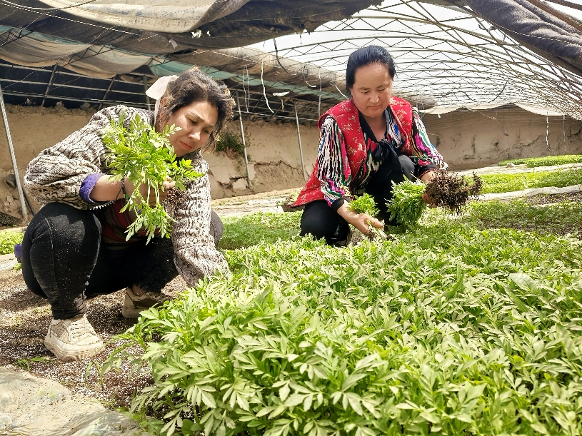 小菊花大希望万寿菊移栽忙